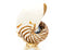 nautilus shell